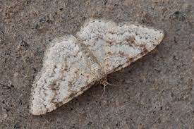 Attēlu rezultāti vaicājumam “Hydrelia sylvata”