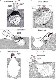 Attēlu rezultāti vaicājumam “Physarum bivalve sessile”