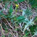 Attēlu rezultāti vaicājumam “Draba nemorosa fruit”