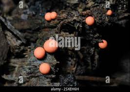 Attēlu rezultāti vaicājumam “Lycogala roseosporum spores”