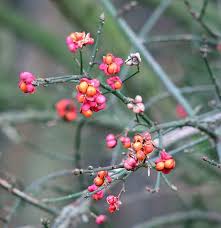 Attēlu rezultāti vaicājumam “Euonymus europaeus fruit”