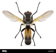 Attēlu rezultāti vaicājumam “Cylindromyia sp.”