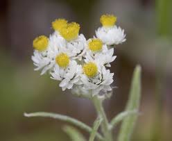 Attēlu rezultāti vaicājumam “Anaphalis margaritacea flower”