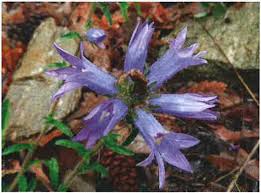 Image result for Campanula lingulata