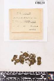 Attēlu rezultāti vaicājumam “Orthotrichum, Nyholmiella”