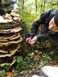 Attēlu rezultāti vaicājumam “Polypores”