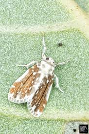 Attēlu rezultāti vaicājumam “Lithosia quadra female”