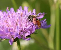 Image result for Scabiosa canescens