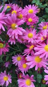 Image result for Aster alpinus