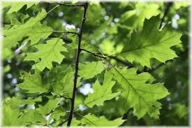 Attēlu rezultāti vaicājumam “Quercus rubra leaf”