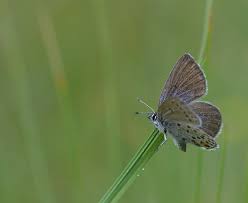 Attēlu rezultāti vaicājumam “Vacciniina optilete female”