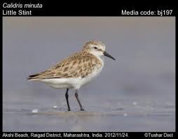 Attēlu rezultāti vaicājumam “Calidris minuta”