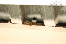 Attēlu rezultāti vaicājumam “Delichon urbicum nest”