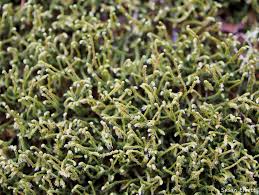 Attēlu rezultāti vaicājumam “Hedwigia ciliata sporophyte”