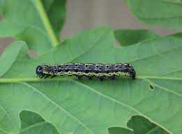 Attēlu rezultāti vaicājumam “Orthosia sp.”