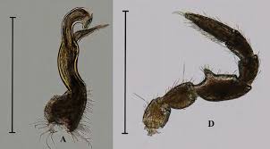 Attēlu rezultāti vaicājumam “Strongylosoma pallipes”