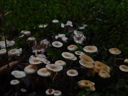 Attēlu rezultāti vaicājumam “Collybia sp.”