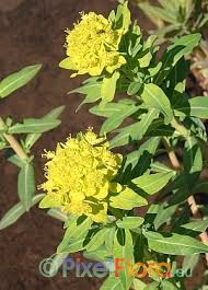 Attēlu rezultāti vaicājumam “Euphorbia palustris flower”