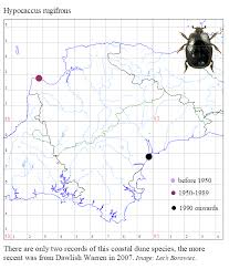 Attēlu rezultāti vaicājumam “Hypocaccus rugiceps”
