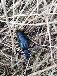 Attēlu rezultāti vaicājumam “Meloe sp. imago”