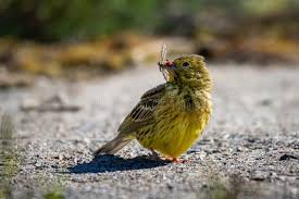Attēlu rezultāti vaicājumam “Emberiza citrinella juvenile”