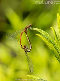 Attēlu rezultāti vaicājumam “Pyrrhosoma nymphula”