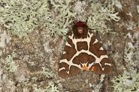 Attēlu rezultāti vaicājumam “Arctia caja imago”