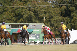 Image result for Cambridge and Newmarket Polo Club