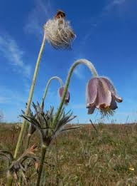 Attēlu rezultāti vaicājumam “Pulsatilla pratensis bud”