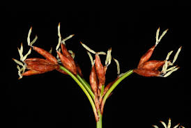 Attēlu rezultāti vaicājumam “Cladium mariscus bud”