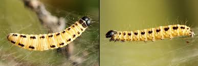 Attēlu rezultāti vaicājumam “Yponomeuta evonymella”