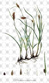 Attēlu rezultāti vaicājumam “Blysmus compressus leaf”