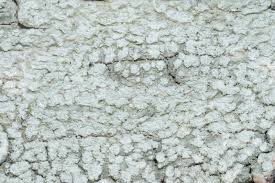 Attēlu rezultāti vaicājumam “Pertusaria amara”