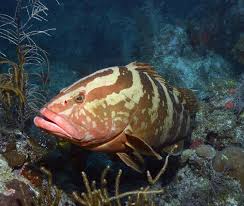Image result for Epinephelus striatus