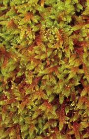 Attēlu rezultāti vaicājumam “Hypnum cupressiforme var. lacunosum sporophyte”