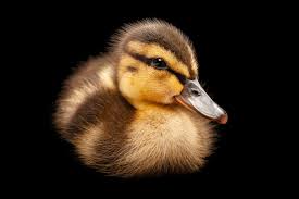 Attēlu rezultāti vaicājumam “Anas platyrhynchos juvenile”