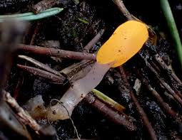 Attēlu rezultāti vaicājumam “Mitrula paludosa”