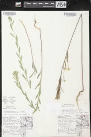 Attēlu rezultāti vaicājumam “Erysimum hieracifolium leaf”