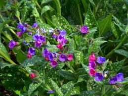 Attēlu rezultāti vaicājumam “Pulmonaria angustifolia fruit”