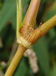 Attēlu rezultāti vaicājumam “Persicaria lapathifolia leaf”