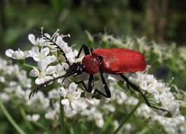 Attēlu rezultāti vaicājumam “Pyrochroa coccinea”