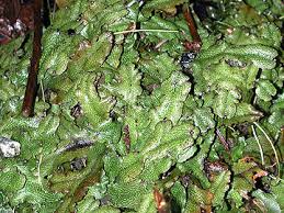 Attēlu rezultāti vaicājumam “Conocephalum”