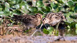 Attēlu rezultāti vaicājumam “Gallinago gallinago eggs”