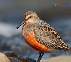 Attēlu rezultāti vaicājumam “Calidris canutus adult”