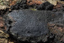 Attēlu rezultāti vaicājumam “Biscogniauxia granmoi”