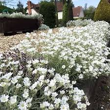 Attēlu rezultāti vaicājumam “Enteridium corticatum sessile”