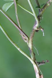 Attēlu rezultāti vaicājumam “Trifolium repens fruit”