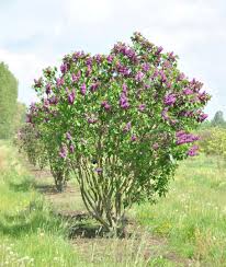 Attēlu rezultāti vaicājumam “Syringa vulgaris”