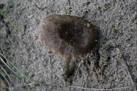 Attēlu rezultāti vaicājumam “Diderma ochraceum spores”