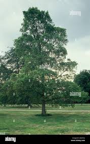 Attēlu rezultāti vaicājumam “Ulmus laevis”